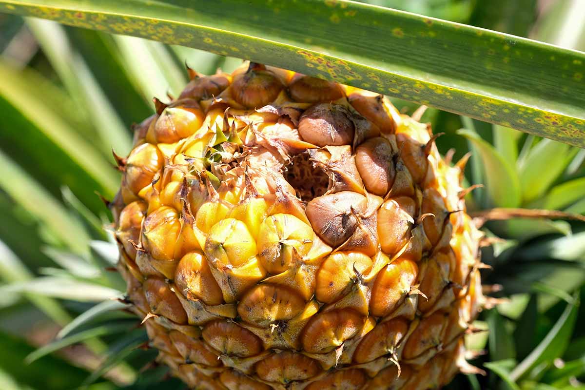 Pineapple Pest Resources